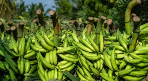 Raw Nendran Banana